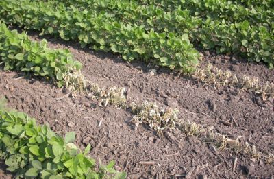 Image 1.  Phytophthora Root Rot (GROWMARK, Inc.)